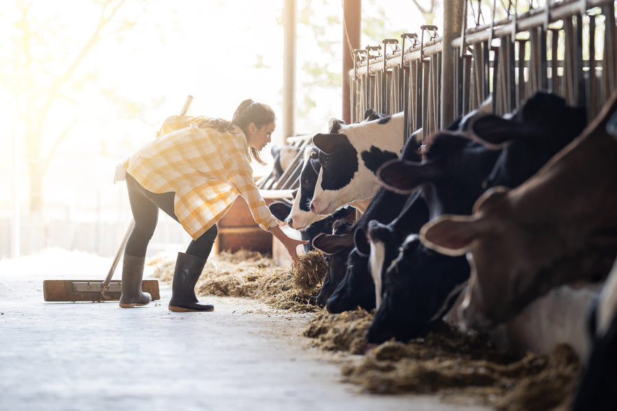 4 Simple Ways to Quickly Improve Livestock Health On Your Dairy Farm