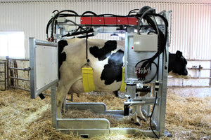 Cow Treatment Chute / Trim Chute Model 600